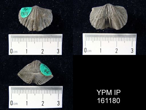 Platystrophia biforata