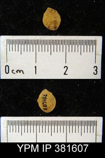 Rensselaeria sp.