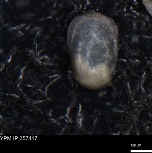 undet. Ostracoda