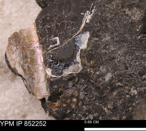 undet. Bivalvia