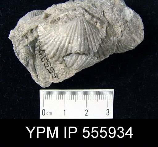 Spirifer sp.