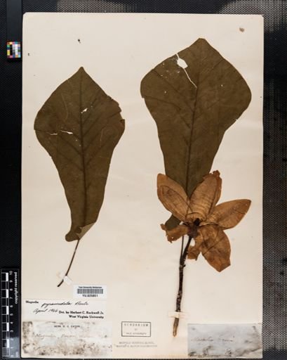 Magnolia fraseri