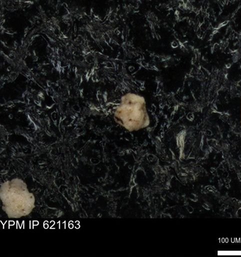 undet. Foraminiferida