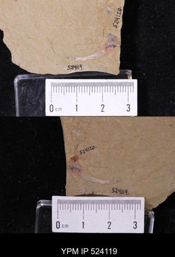 undet. Arthropoda