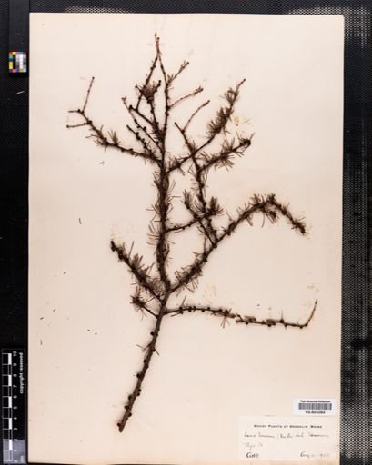 Larix laricina