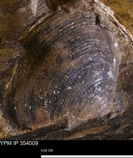 Limopsis striatopunctatus