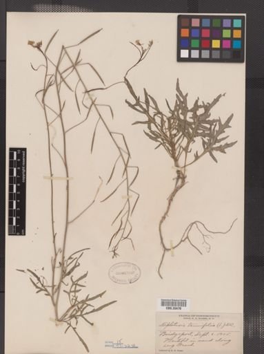 Diplotaxis tenuifolia