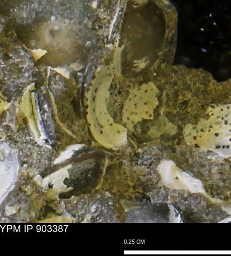 undet. Bivalvia
