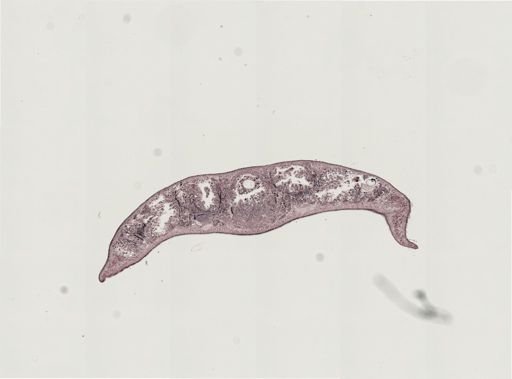 Foviella