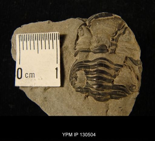 Phacops sp.