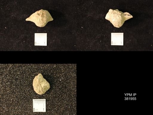 Pharkidonotus percarinatus tricarinatus
