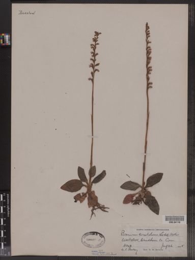 Peramium tesselatum