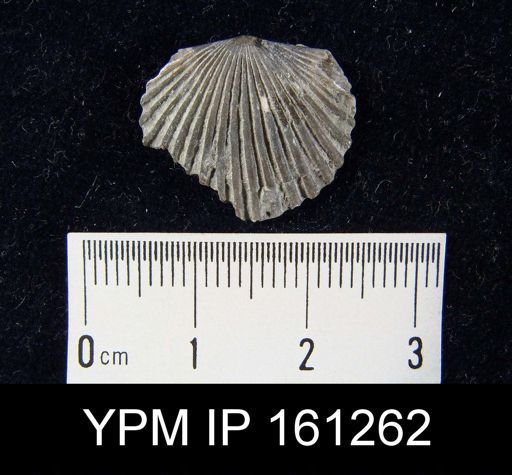 Orthis flabellites