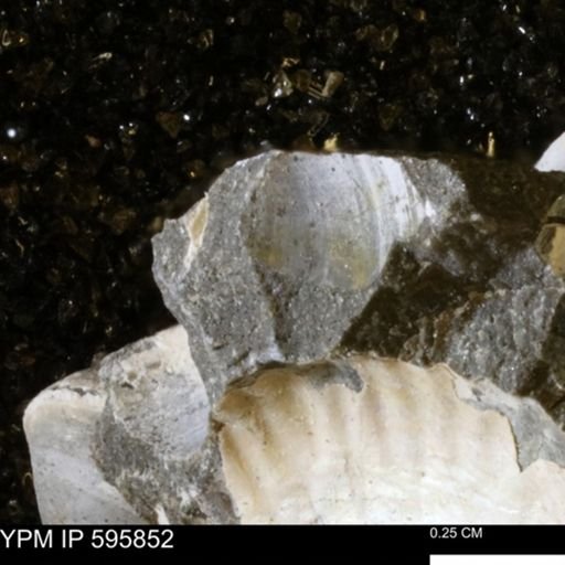 Protocardia sp.