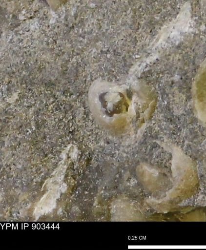 Corbulamella?