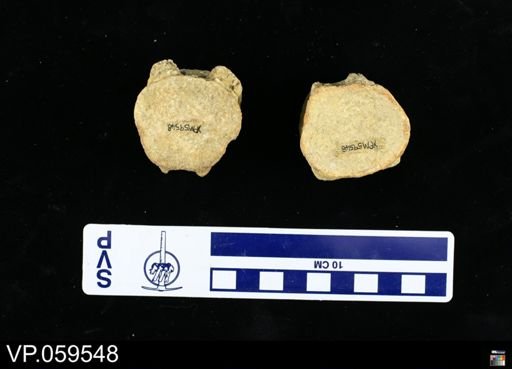Clidastes sp.