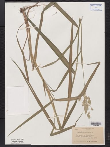 Phalaris arundinacea
