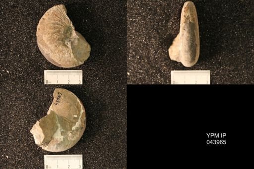 Hoploscaphites nicolletii