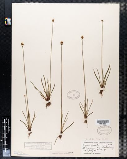 Xyris difformis