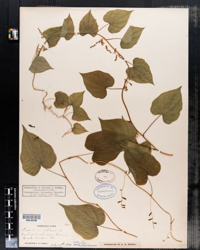 Dioscorea villosa