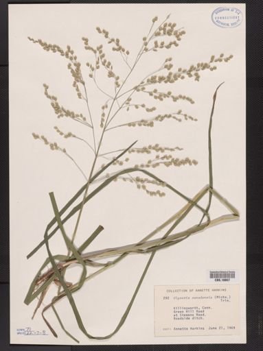 Glyceria canadensis