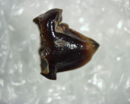 Palaeosinopa?