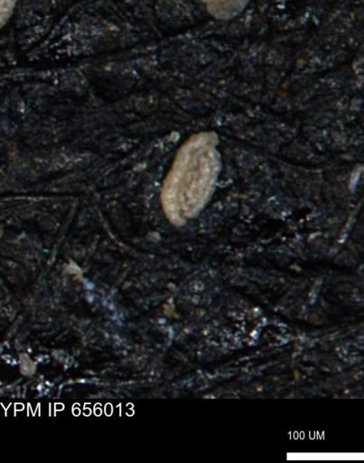 Spirolocammina subcircularis