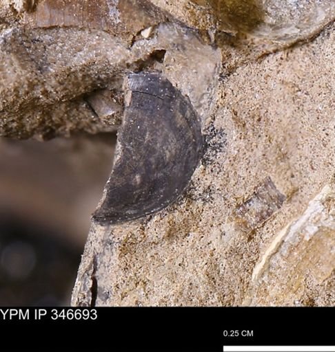 undet. Mollusca