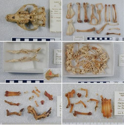 Marmota monax rufescens