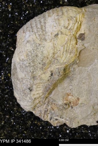 Scaphites sp.