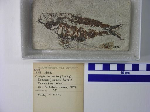 Knightia alta