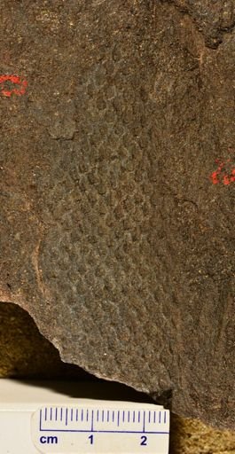 Lepidodendron sp.