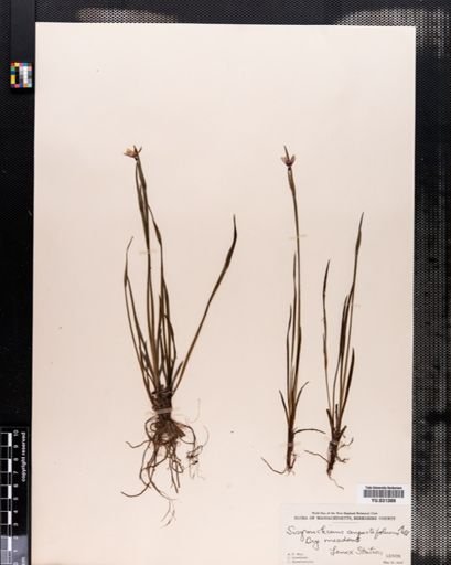 Sisyrinchium angustifolium