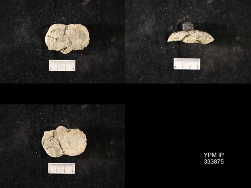 Echinoconchus vittata