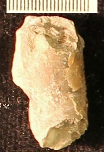 Baculites
