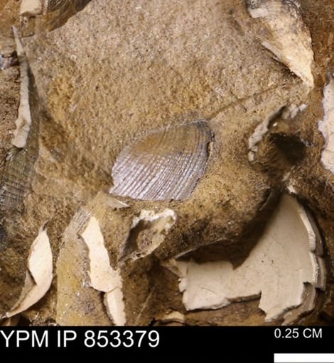 Limopsis striatopunctatus