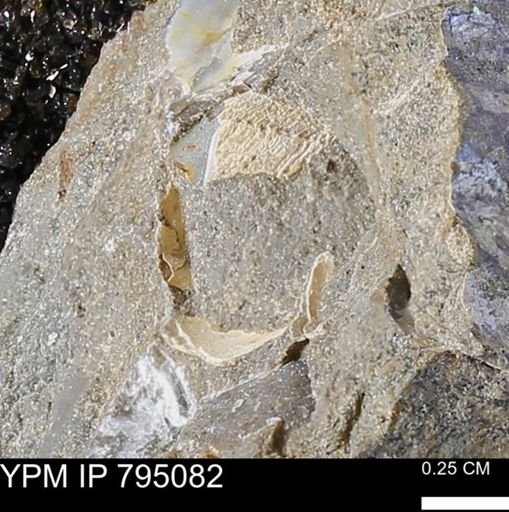 undet. Bivalvia