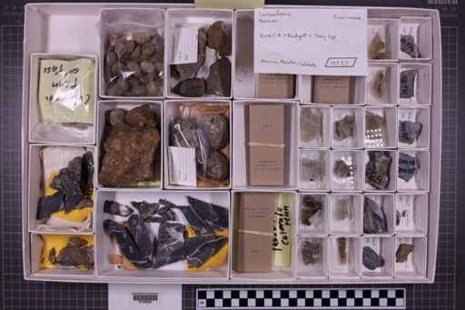 mixed taxa, stratigraphic collection