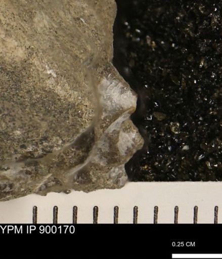 undet. Mollusca