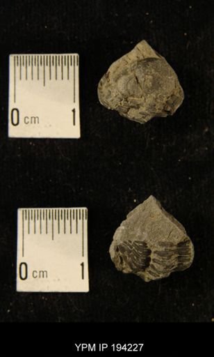 Phacops rana