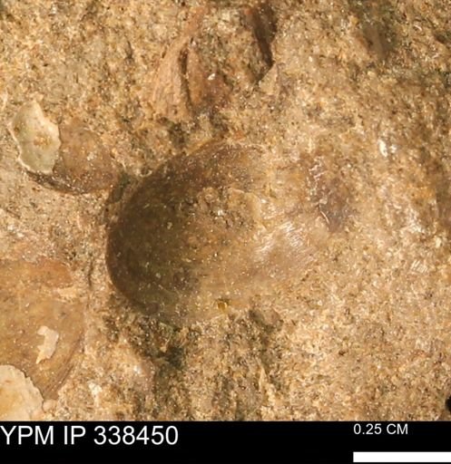 undet. Mollusca
