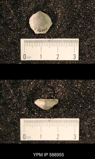 Dalmanella wisbyensis