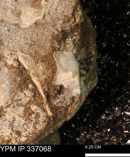 undet. Mollusca