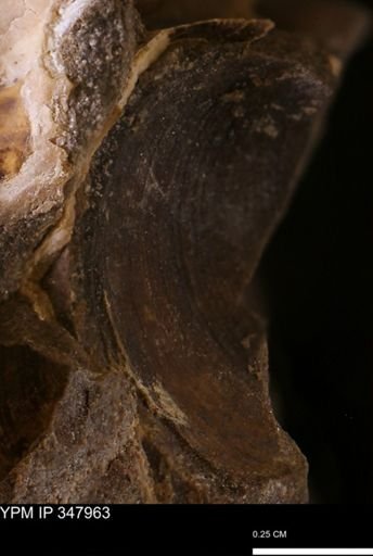 undet. Bivalvia