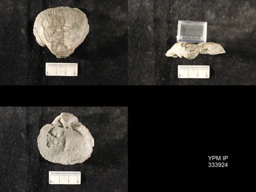 Echinoconchus vittata
