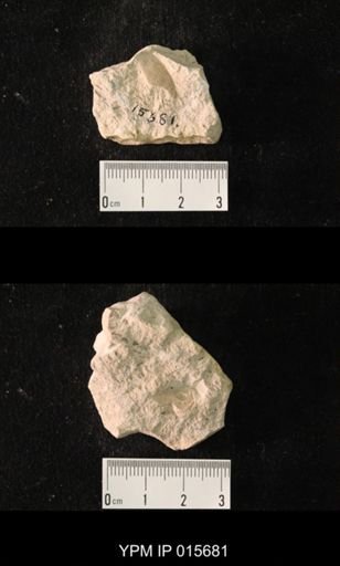 Permoblattina permiana