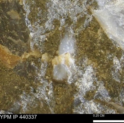 undet. Bivalvia