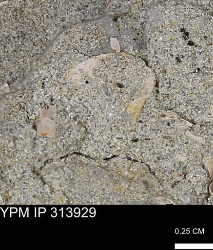 undet. Mollusca