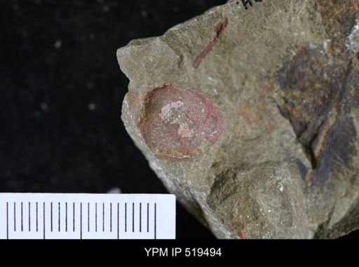 undet. Brachiopoda