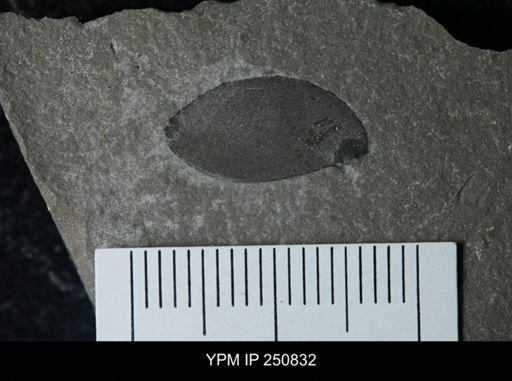 undet. Eurypterida